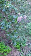 Ceanothus impressus nipomensis
