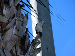 Mimus polyglottos image
