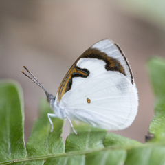 Dynamine myrrhina