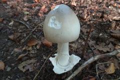 Amanita argentea