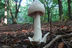 Amanita argentea