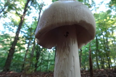 Amanita argentea