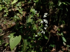 Callisia multiflora
