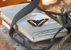 Adelpha malea
