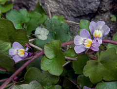 Cymbalaria muralis
