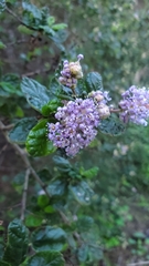 Ceanothus impressus nipomensis