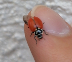 Hippodamia convergens