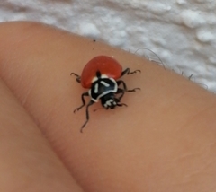 Hippodamia convergens