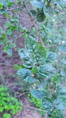 Ceanothus impressus nipomensis