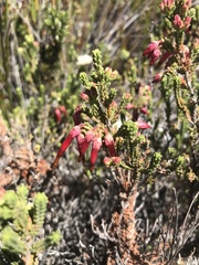 Erica monadelphia