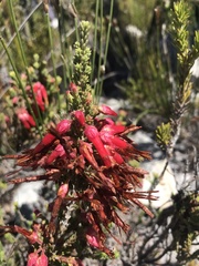 Erica monadelphia