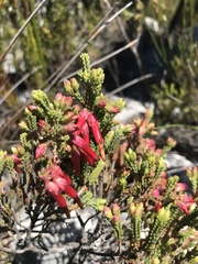 Erica monadelphia