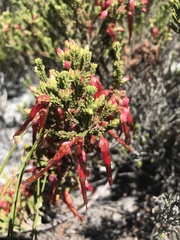 Erica monadelphia