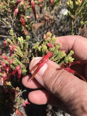 Erica monadelphia