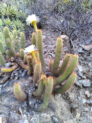 Trichocereus strigosus
