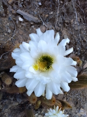 Trichocereus strigosus