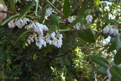 Gaultheria insana