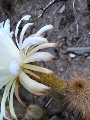 Trichocereus strigosus