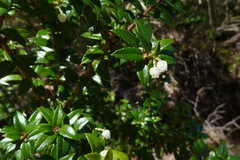 Gaultheria phillyreifolia
