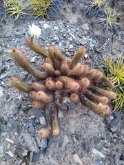 Trichocereus strigosus