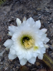 Trichocereus strigosus