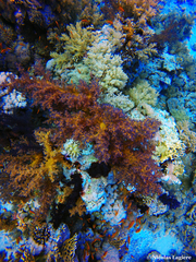 Dendronephthya hemprichi