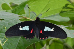 Parides eurimedes