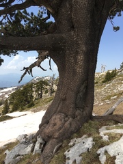 Pinus heldreichii