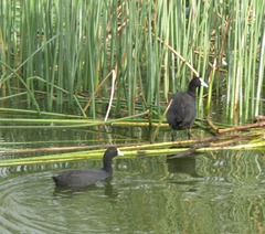 Fulica cristata