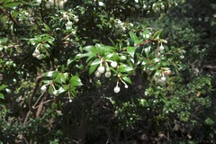 Gaultheria phillyreifolia