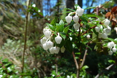 Gaultheria phillyreifolia