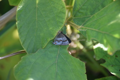 Rubroserrata ecbatana