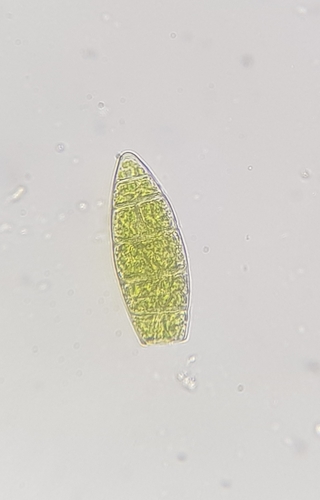 Image of Zygodon viridissimus by (c) Helen Waterman, some rights reserved (CC BY)