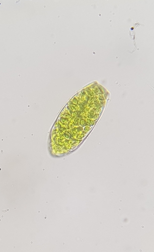 Image of Zygodon viridissimus by (c) Helen Waterman, some rights reserved (CC BY)