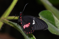 Parides eurimedes