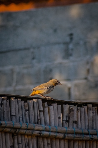 White-throated Towhee