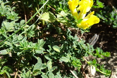 Chamaecytisus supinus