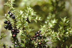 Gaultheria phillyreifolia