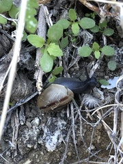 Cahuillus indioensis