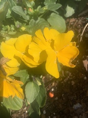 Viola × wittrockiana