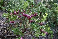 Gaultheria poeppigii
