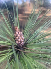 Pinus taeda
