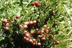 Gaultheria poeppigii