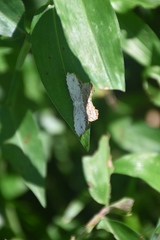 Schidax squamaria