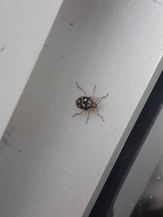 Oebalus poecilus