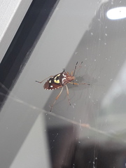 Oebalus poecilus