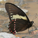 Papilio menatius - Photo (c) Ken Kertell, μερικά δικαιώματα διατηρούνται (CC BY-NC), uploaded by Ken Kertell