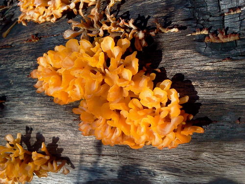 Fan-shaped Jelly Fungus