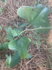 Smilax bona-nox