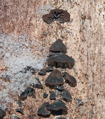 Resupinatus alboniger